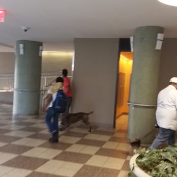 LeFrak City - BIG DOGS running around the lobby! - Apartments Near Me - Elmhurst, New York