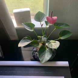 My selection from Happy Koi