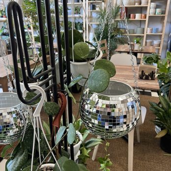 Plants & Coffee - Fun potting options! - Cafes Near Me - Easton, Pennsylvania Plants & Coffee - Fun potting options! - Cafes Near Me - Easton, Pennsylvania