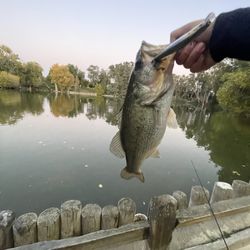 Ellis Lake Park - LARGEMOUTH BASS