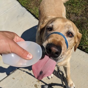 Mission Veterinary Emergency & Specialty - On a run! - Emergency Pet Hospital Near Me - Mission, Kansas