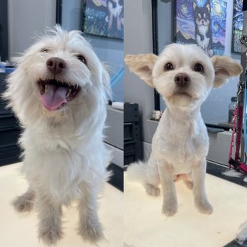 Bluemoon Pet Grooming - Pet Groomers Near Me - El Monte, California Bluemoon Pet Grooming - Pet Groomers Near Me - El Monte, California