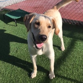 Buddies Boarding and Pet Sitting - Pet Groomers Near Me - Jacksonville, North Carolina Buddies Boarding and Pet Sitting - Pet Groomers Near Me - Jacksonville, North Carolina