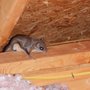 Photo of Sigma Pest Control