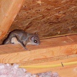 Sigma Pest Control - We take care of Flying Squirrels, too!