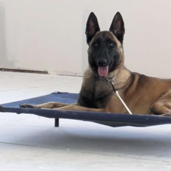 9 Line K9 Academy - Pet Training Near Me - Phoenix, Arizona 9 Line K9 Academy - Pet Training Near Me - Phoenix, Arizona