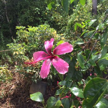 Springtime Farms - Fuji hibiscus - Nurseries & Gardening Near Me - North Fort Myers, Florida Springtime Farms - Fuji hibiscus - Nurseries & Gardening Near Me - North Fort Myers, Florida