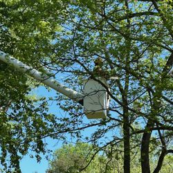 Lusk Tree Service - Sweetgum pruning.