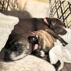 Blue Ribbon Chiropractic - Nora and Roxie