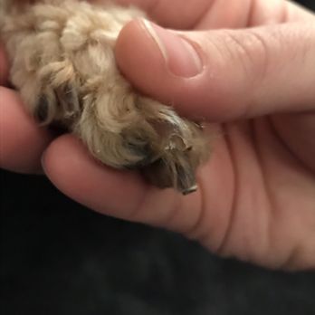 Petco - Broken nails from getting them cut - Pet Stores Near Me - Exton, Pennsylvania Petco - Broken nails from getting them cut - Pet Stores Near Me - Exton, Pennsylvania
