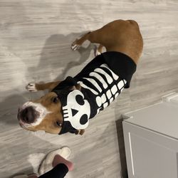 Karma's Cozy Kennal & Spaw - Doggy