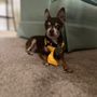 Photo of Faithful Friend Mobile Pet Grooming