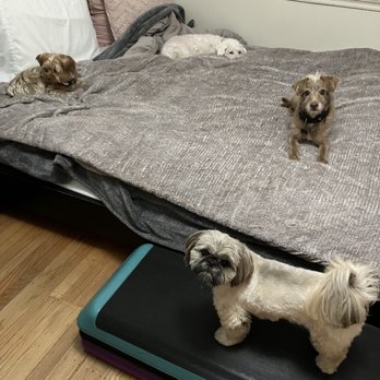 Camp Biscuits - Pups are allowed on the bed - Pet Boarding Near Me Camp Biscuits - Pups are allowed on the bed - Pet Boarding Near Me