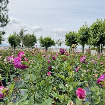 Luna Rose Nursery & Garden - Nurseries & Gardening Near Me - Cherry Valley, California Luna Rose Nursery & Garden - Nurseries & Gardening Near Me - Cherry Valley, California