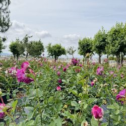 Luna Rose Nursery & Garden