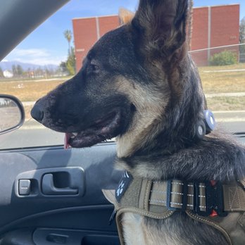 Hope Dog Training - Loves her car rides mother lets her be spoil too - Pet Training Near Me - Norco, California