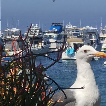 Bluewater Avalon - Seafood Near Me - Avalon, California