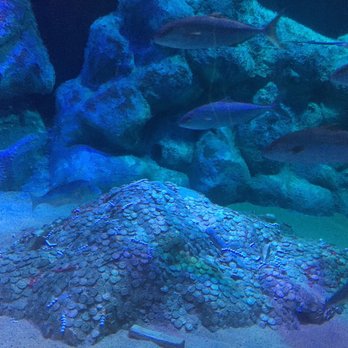 Viasea - Aquariums Near Me - Istanbul, 34