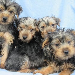 Windsor Oak Farm - Male Yorkies