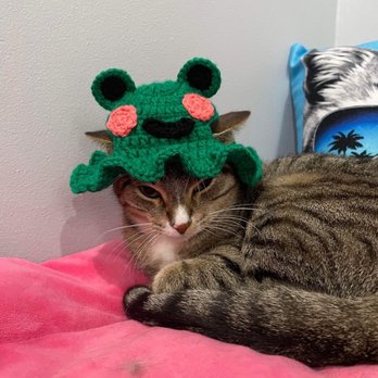 Happy Cat Cafe - The cats get lots of attention from the ladies that work there - Coffee & Tea Near Me - Grand Rapids, Michigan