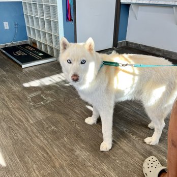 Palmdale Veterinary Hospital - Merlin after shots - Veterinarians Near Me - Palmdale, California Palmdale Veterinary Hospital - Merlin after shots - Veterinarians Near Me - Palmdale, California