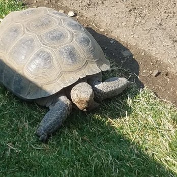 Animal Ark - Tortoise - Zoos Near Me - Reno, Nevada