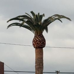 Jesse Cal Tree Service - Pineapple shaped