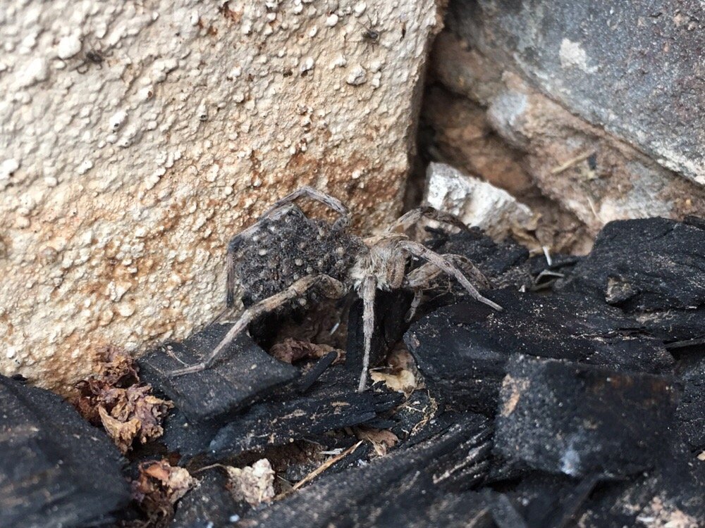 STRIKE 3 PEST CONTROL Updated August 2024 11 Photos 321 W 18th St