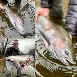 Chagrin River Outfitters - Steelhead caught during a recent guide trip with CRO.
