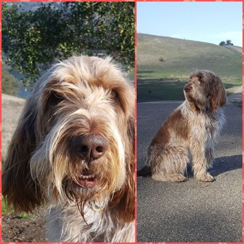 Fairmont Ridge Staging Area - Spinone Italiano with a Smile on the trail near Lake Chabot. - Parks Near Me - Castro Valley, California Fairmont Ridge Staging Area - Spinone Italiano with a Smile on the trail near Lake Chabot. - Parks Near Me - Castro Valley, California