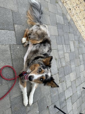 Fox Hollow Vineyards by null