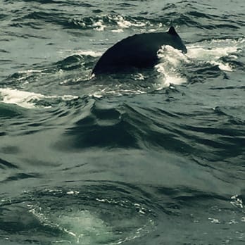 Dolphin Fleet - Boat Charters Near Me - Provincetown, Massachusetts