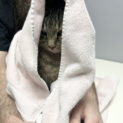 KC Cat Clinic