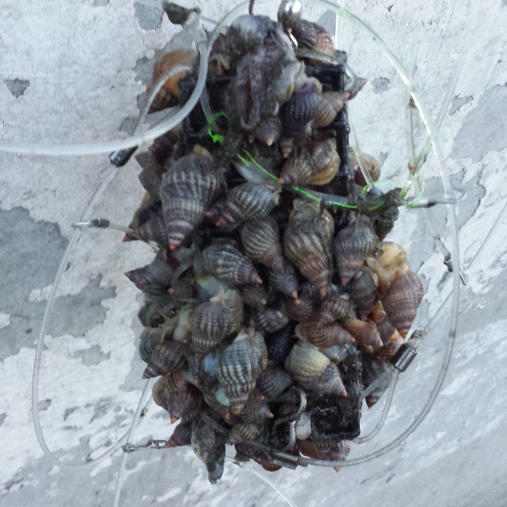 Pacifica Pier - Seabed is full of these sea snails - Beaches Near Me - Pacifica, California Pacifica Pier - Seabed is full of these sea snails - Beaches Near Me - Pacifica, California
