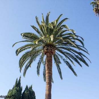 Gabriel's Tree Service - They gave it a pine apple shape trim, which makes the palm tree stand out in our block. - Tree Services Near Me - Los Angeles, California