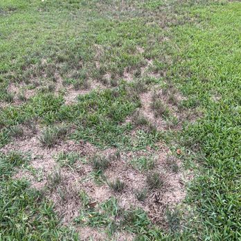 TruGreen Lawn Care - My back yard. - Tree Services Near Me - Sugar Land, Texas TruGreen Lawn Care - My back yard. - Tree Services Near Me - Sugar Land, Texas