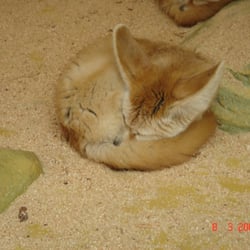 Zoo la Palmyre - Qui dort dîne !