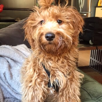 Tropico Kennels - Pet Breeders Near Me Tropico Kennels - Pet Breeders Near Me