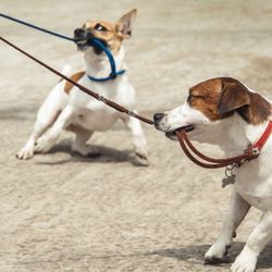 The Shoe Repair Shop - We repair dog leashes.
