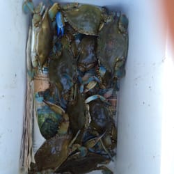 Rehoboth Bay - Crabs