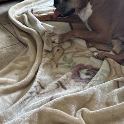Bloomingdale Animal Hospital - Lala