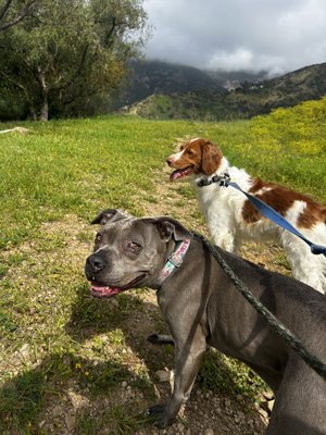 Single Dog & Group Walks - Structured solo and small group dog walks focused on exercise, routine, enrichment, and personalized care. We prioritize safety, balanced energy, and creating positive experiences tailored to each dog’s personality and comfort level. Single Dog & Group Walks - Structured solo and small group dog walks focused on exercise, routine, enrichment, and personalized care. We prioritize safety, balanced energy, and creating positive experiences tailored to each dog’s personality and comfort level.