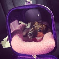 Gentle Jungle - A dog from here in 2016