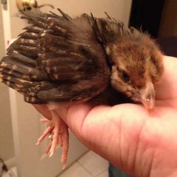 Chickens Galore - Pet Stores Near Me - Norco, California Chickens Galore - Pet Stores Near Me - Norco, California