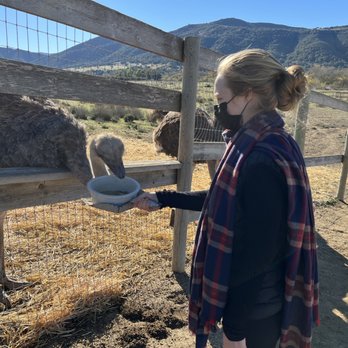 Ostrichland USA - Attraction Farms Near Me - Solvang, California Ostrichland USA - Attraction Farms Near Me - Solvang, California