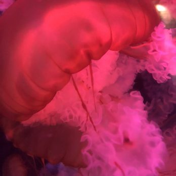 Austin Aquarium - Aquariums Near Me - Austin, Texas Austin Aquarium - Aquariums Near Me - Austin, Texas