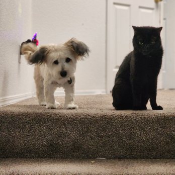 Petco - Louie was so happy with his new haircut he went right to his best friend Lestat to show it off! - Pet Stores Near Me - Hemet, California