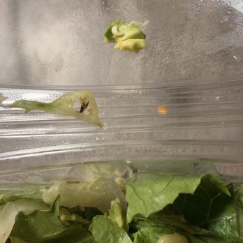 Super Chix - A BUG IN MY SALAD - Ice Cream & Frozen Yogurt Near Me - Dunwoody, Georgia Super Chix - A BUG IN MY SALAD - Ice Cream & Frozen Yogurt Near Me - Dunwoody, Georgia