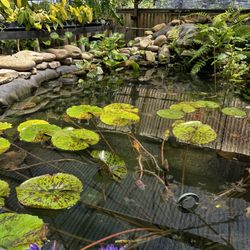 Pensacola Seed & Garden - Tropical area