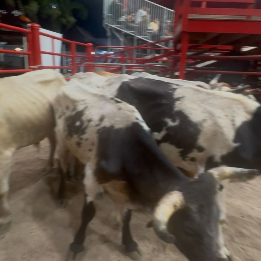 Davie Pro Rodeo - Very sad. I've never seen such scared animals. - Rodeo Near Me - Davie, Florida
